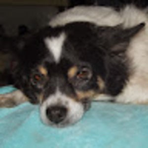 Meet your Posher, Bonnie